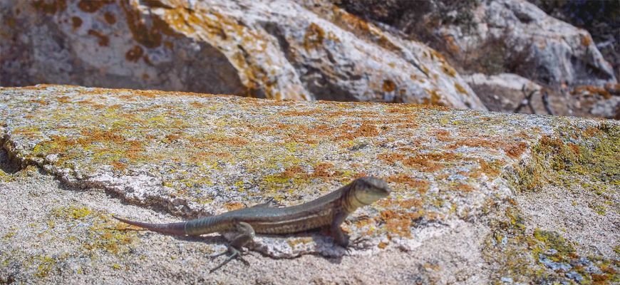 sargantana auf dragonera inseln