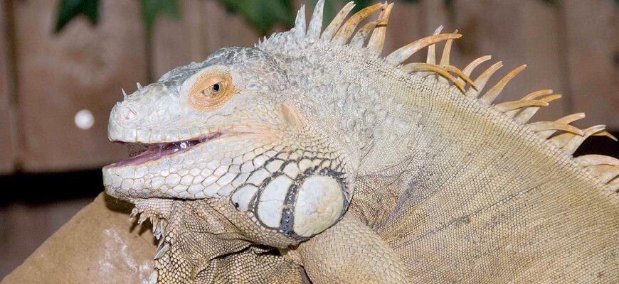 Exotischen Exemplaren