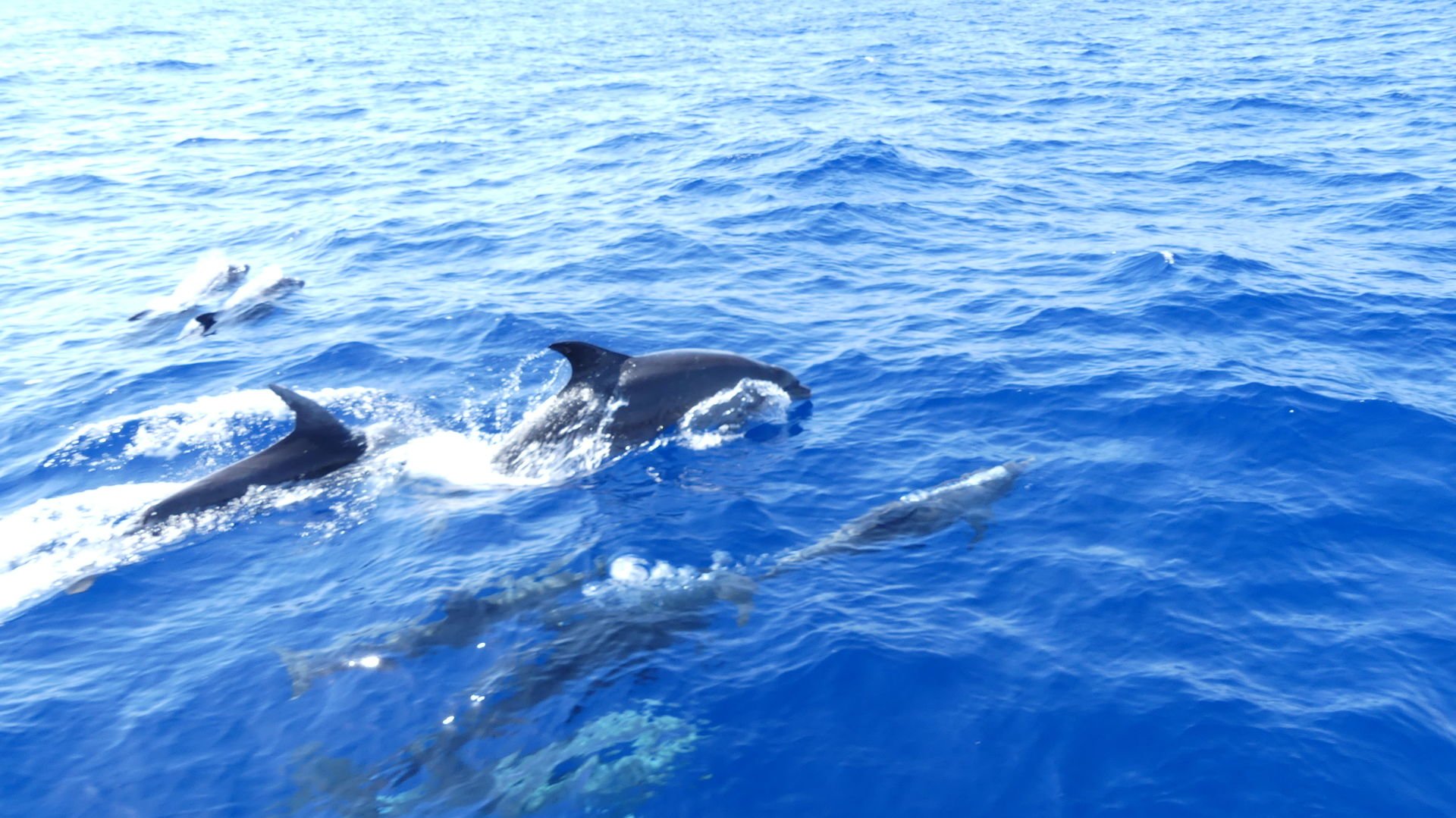 dolphin watching cala d'or