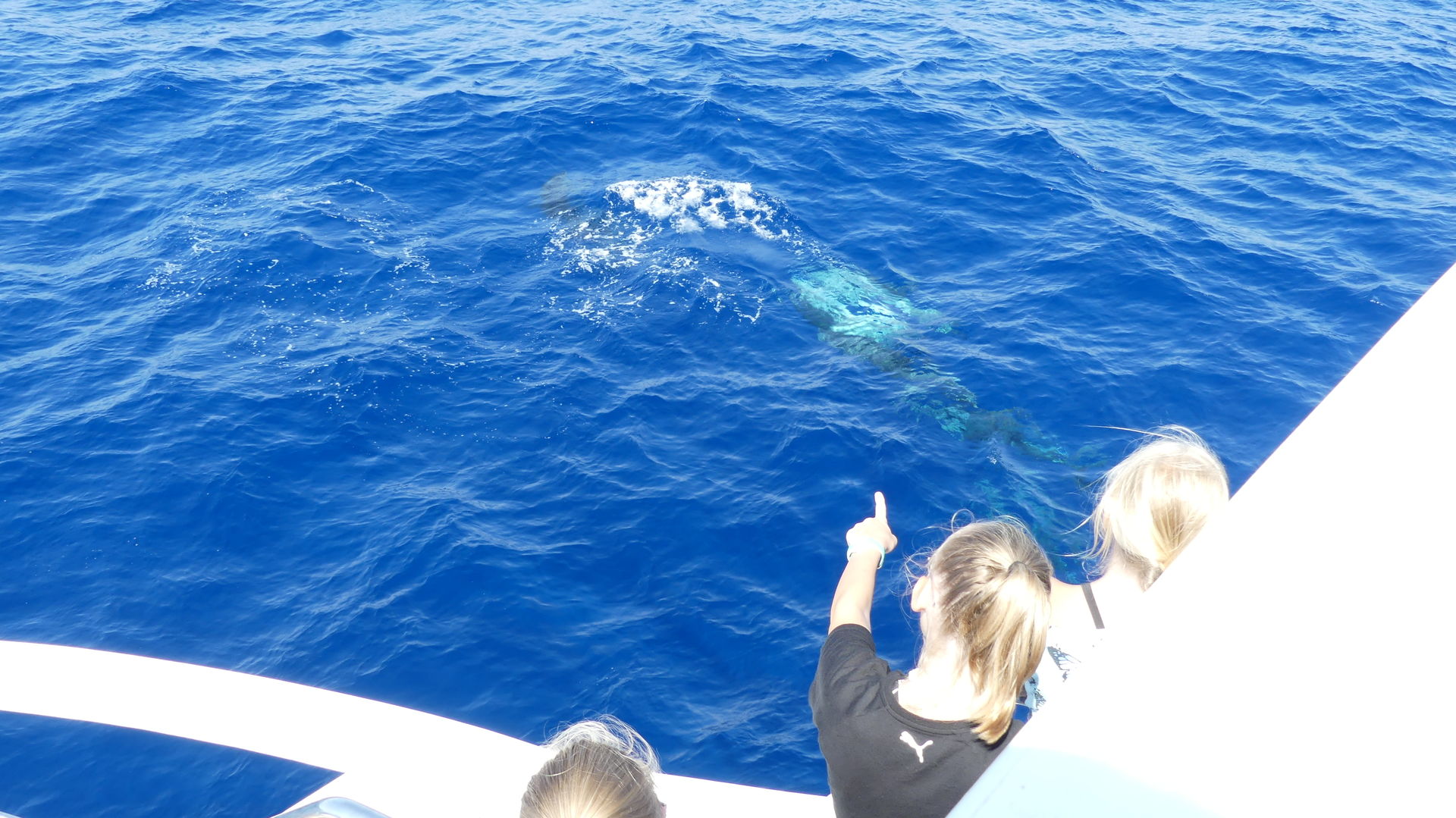 delfine mit starfush schiff