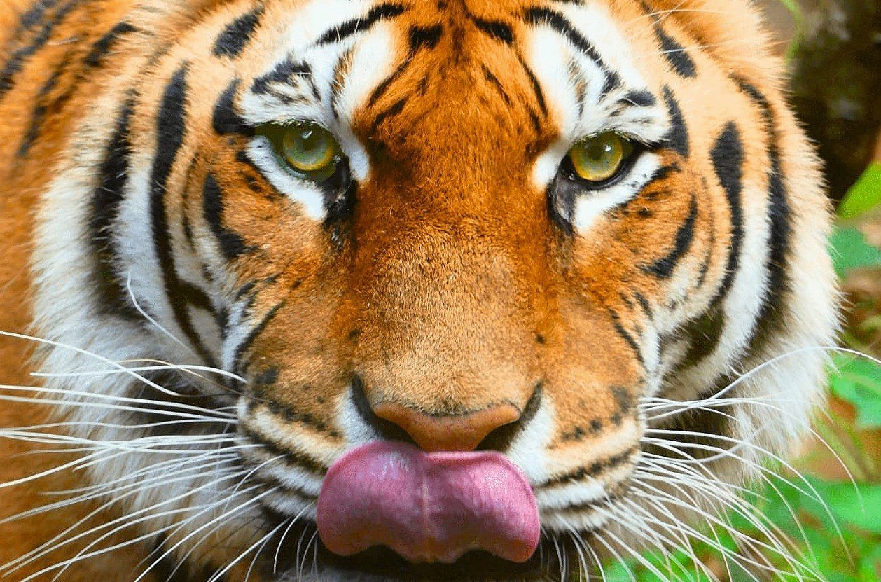 Tiger im Park