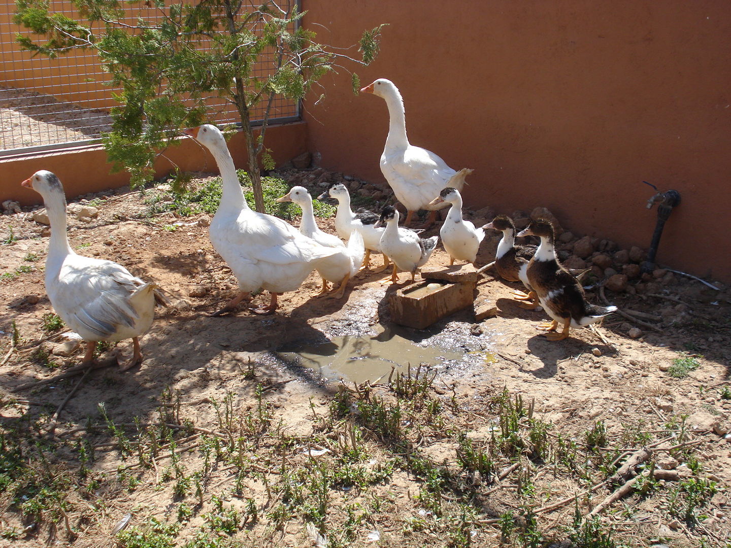 Andere Tiere in Rancho Ses Roques