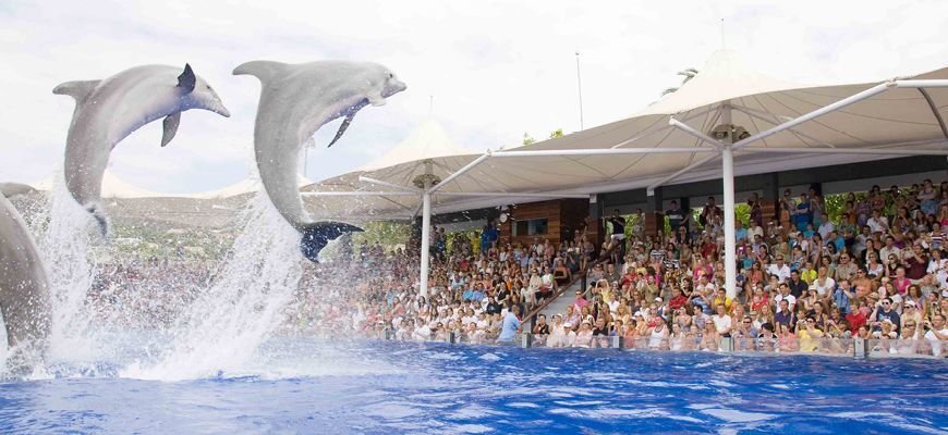 Delfine in Marineland Mallorca