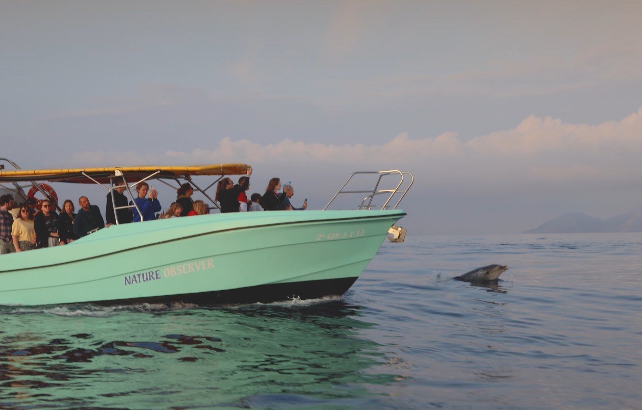 Sonnenaufgang mit Delfinen