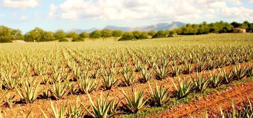 Aloe Vera Farm