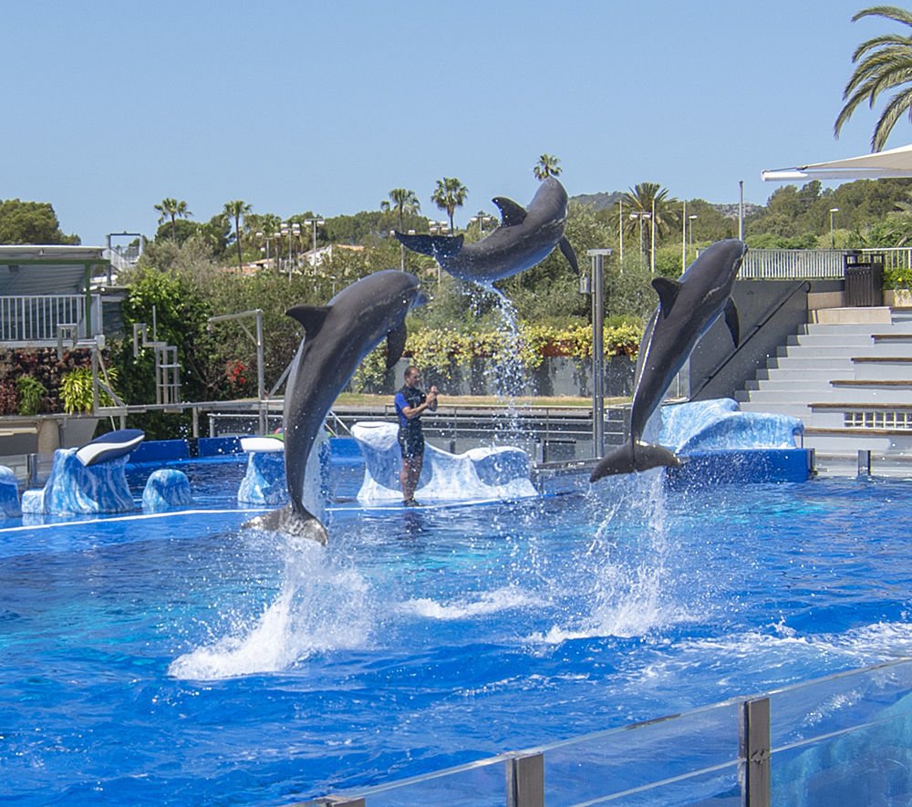 Sehen Sie Delfine in Marineland