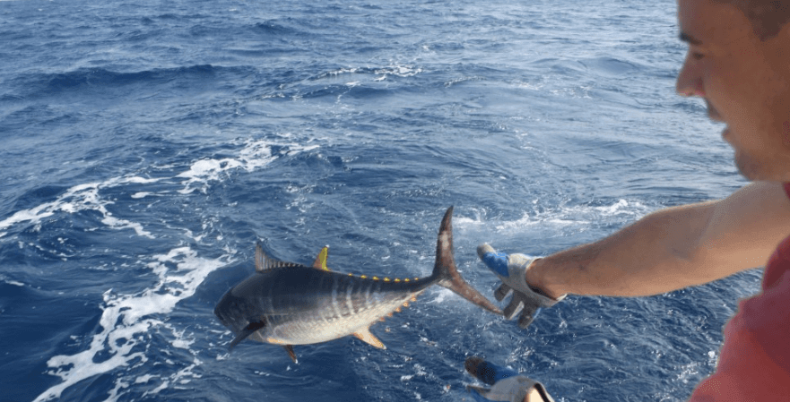 Abfahrt zum fischen Thunfischen auf Mallorca