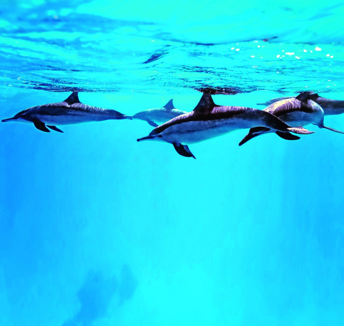 excursión en barco santa ponsa