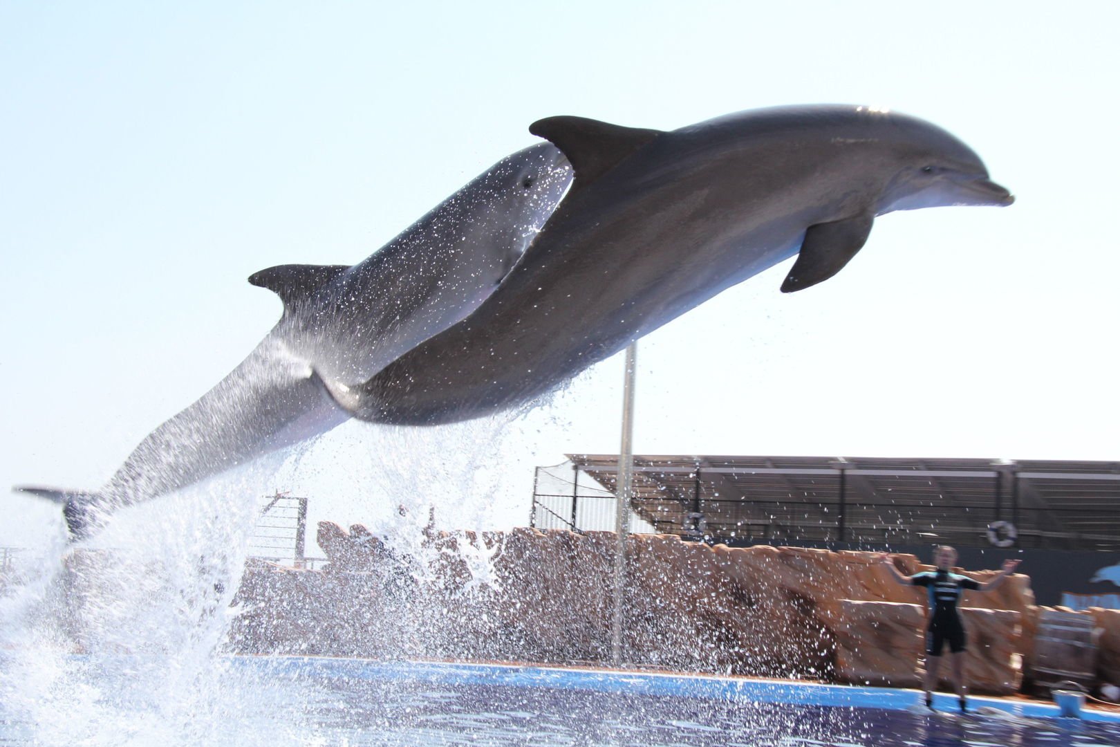 delfines saltando