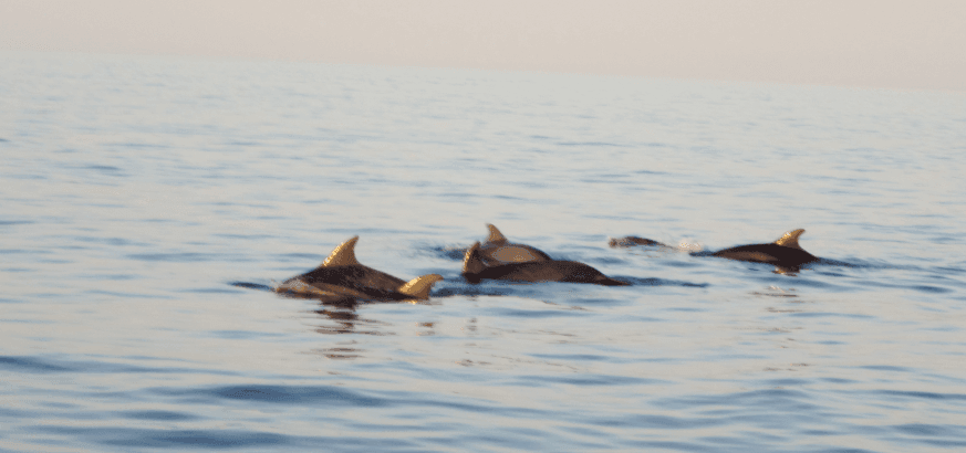 amanecer en catamaran