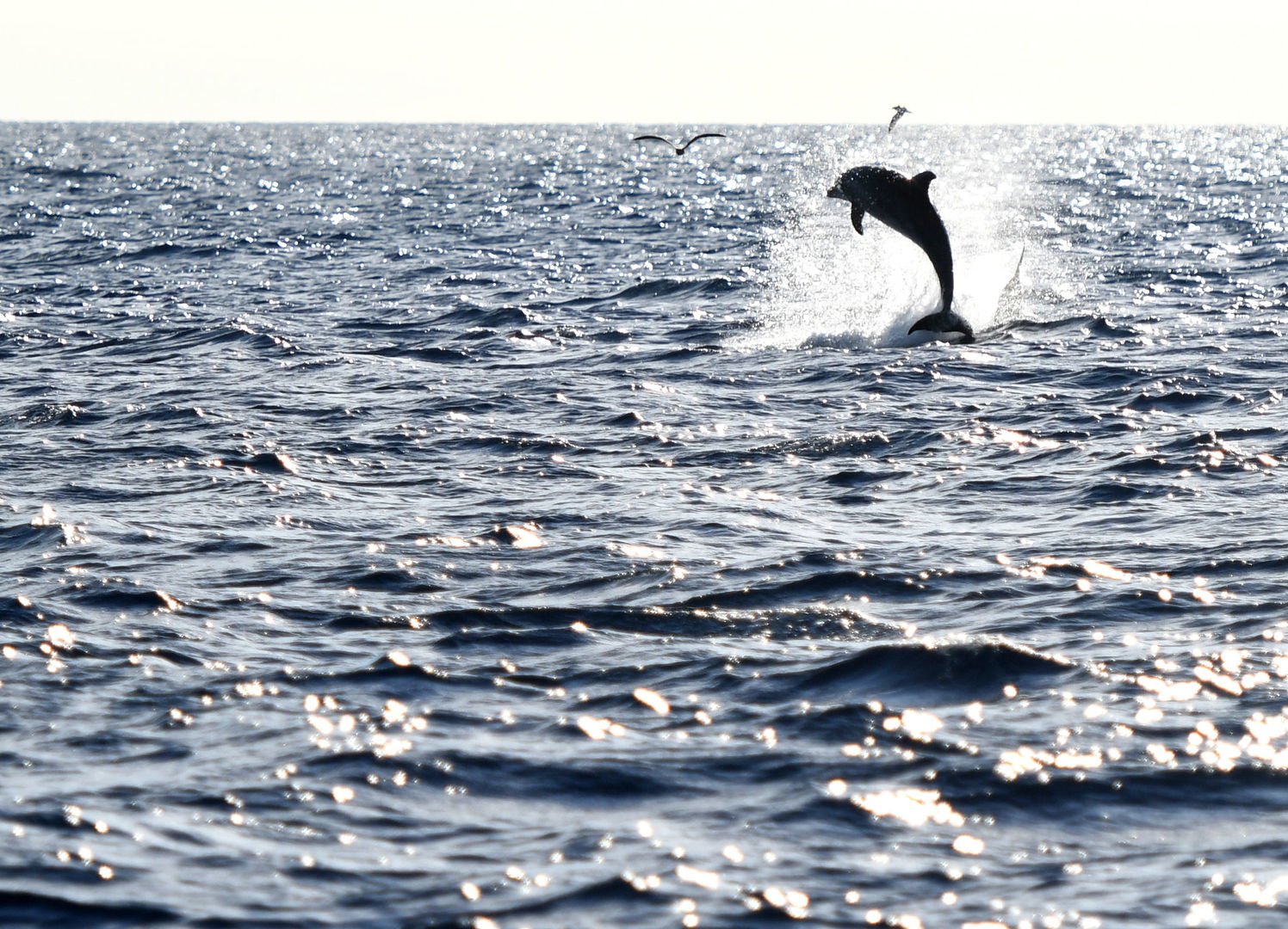 avistamiento de delfines