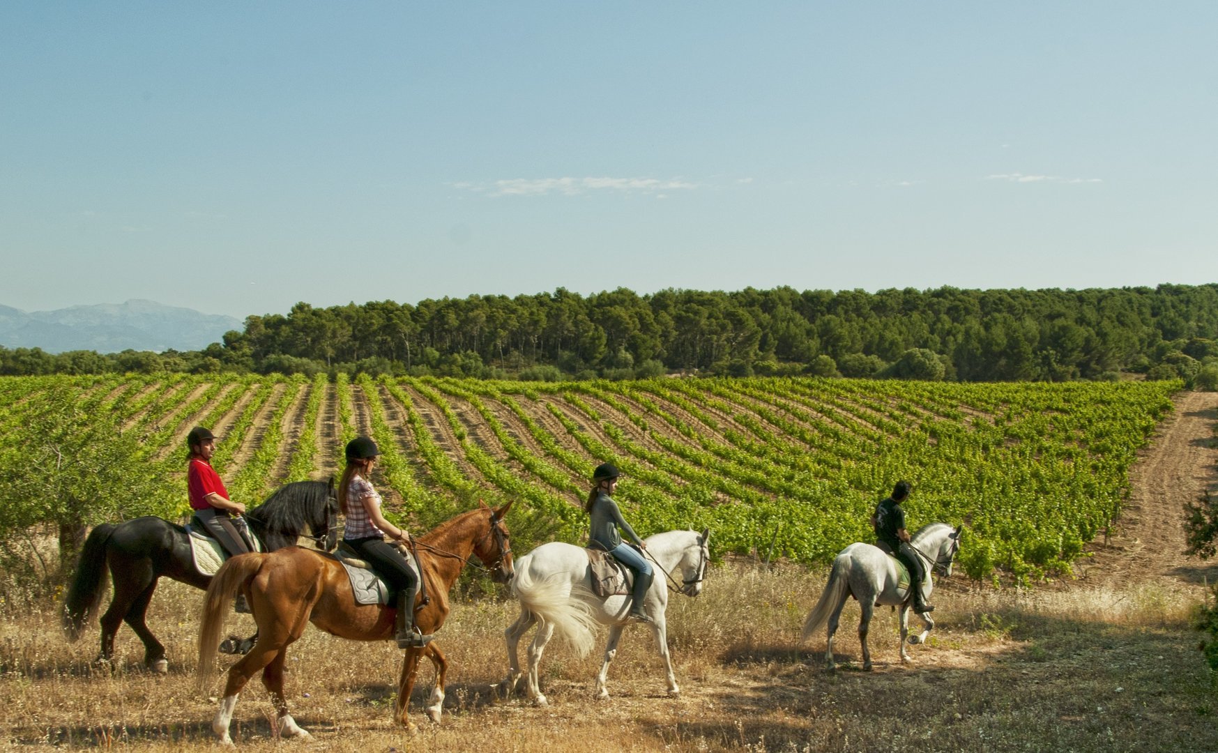 mallorca horses randa