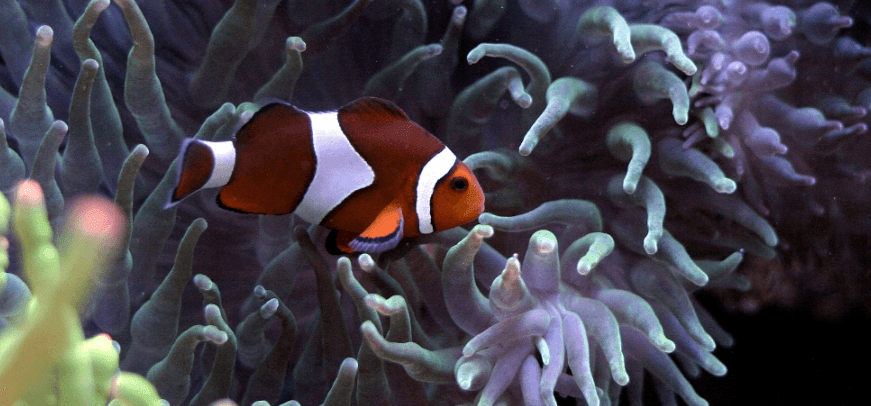 diversion para la familia en palma aquarium