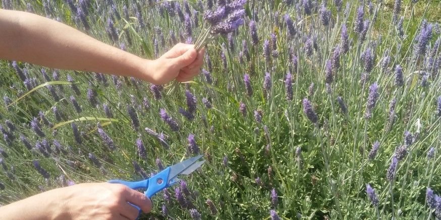 excursiones en mallorca