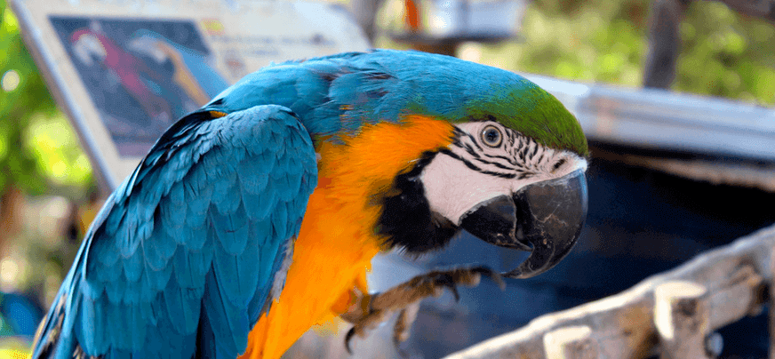 papagayos en el rancho park