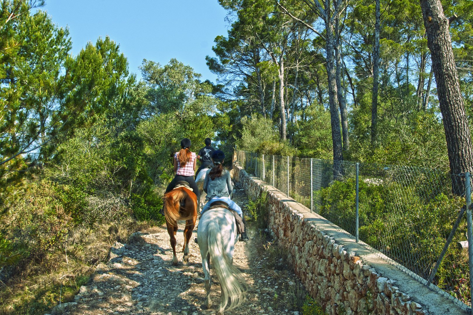 Ruta a caballo por el pinar