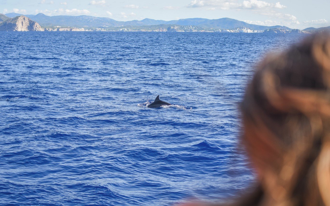 ver delfines en mallorca