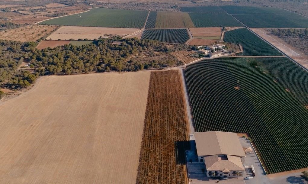 viñedo de la bodega
