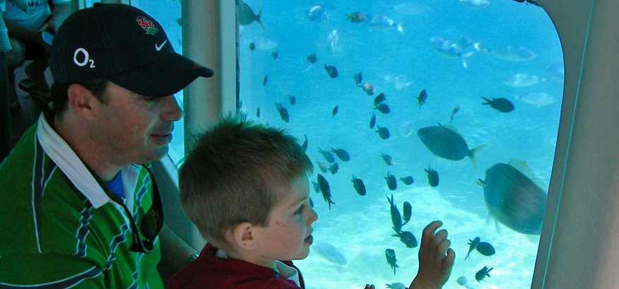 fascinating underwater world