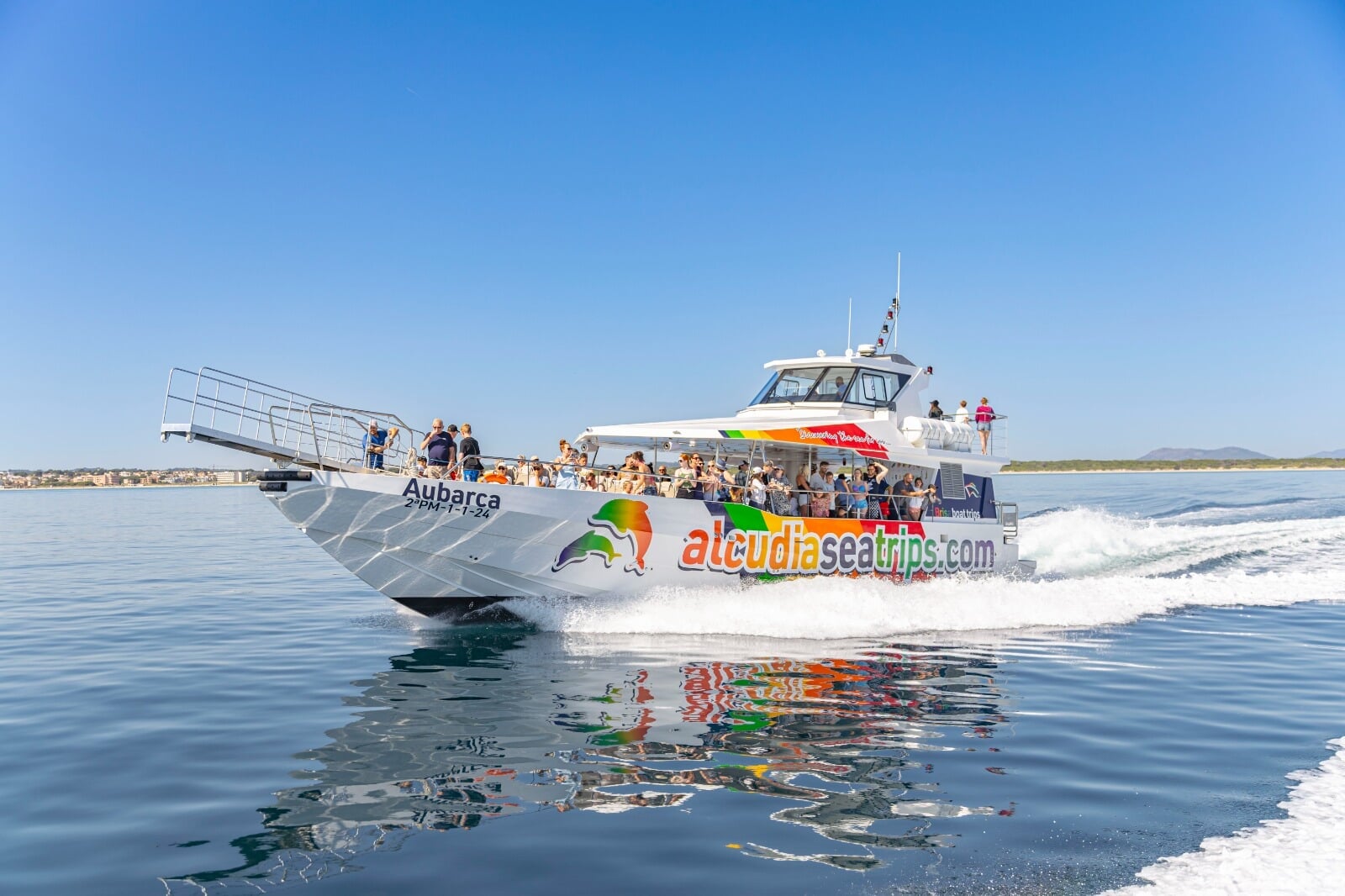 dolphin inside the sea