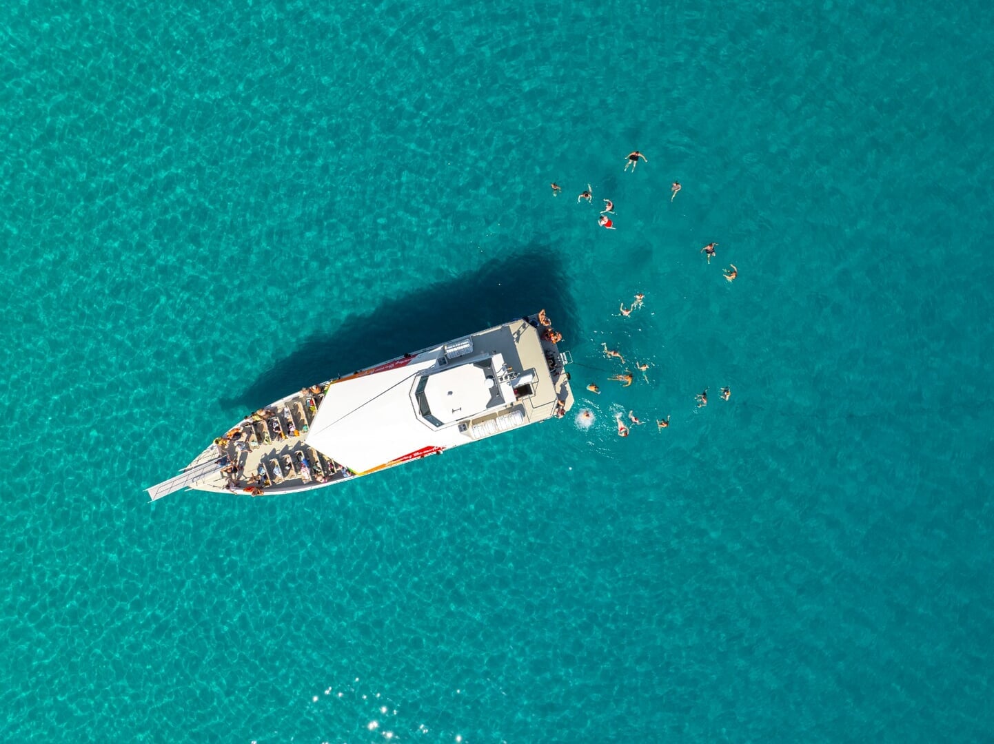 boat for dolphin watching