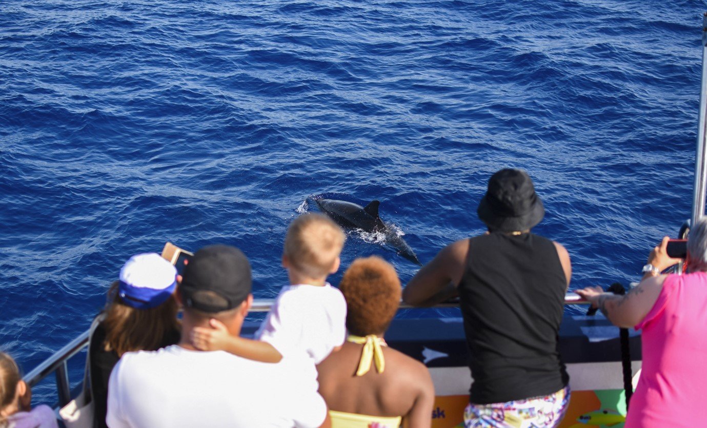 boat trip to go to see dolphins palma