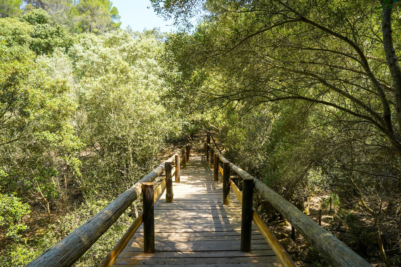wooden bridge in puig de galatzo