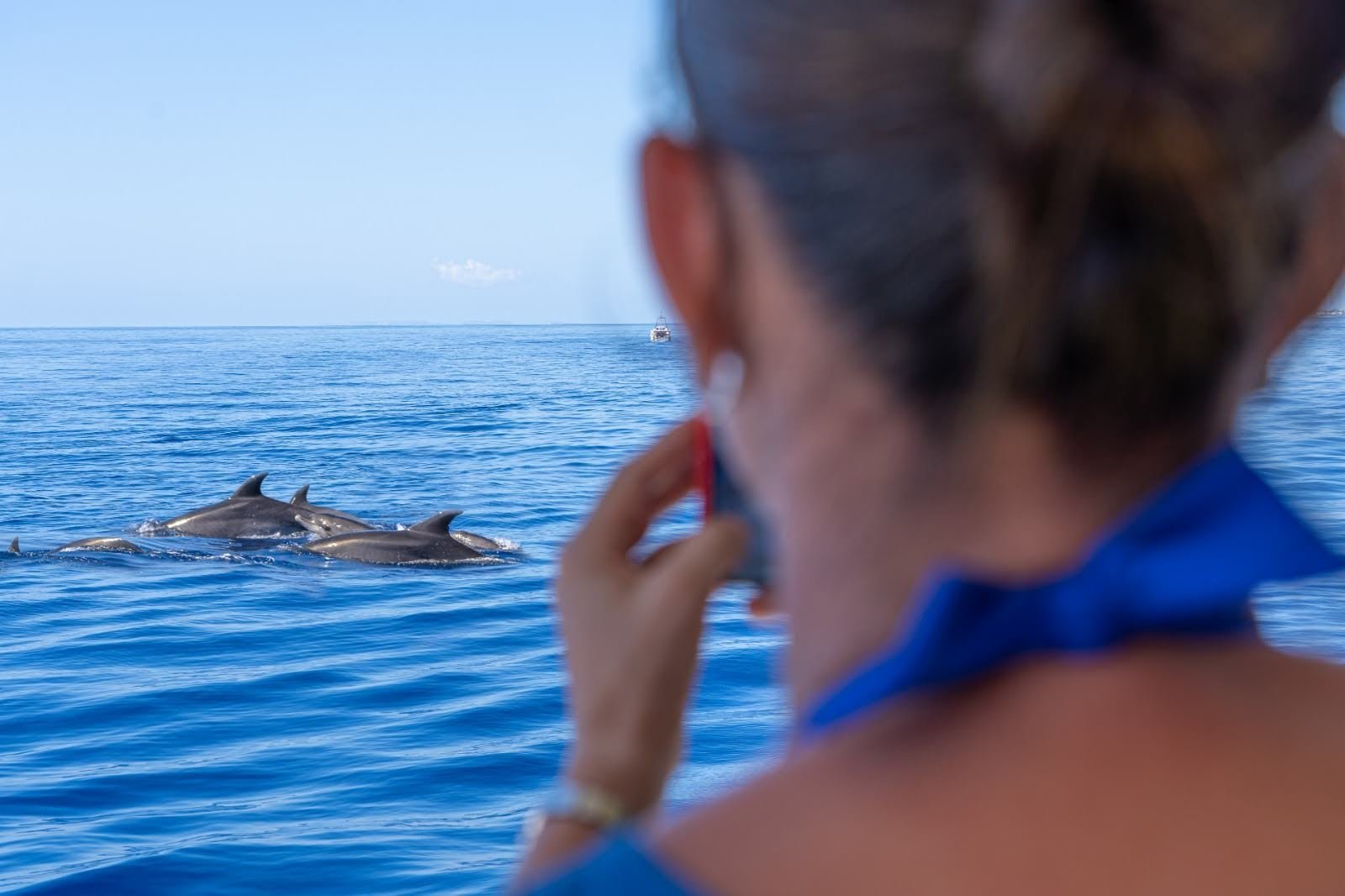cala dor dolphins