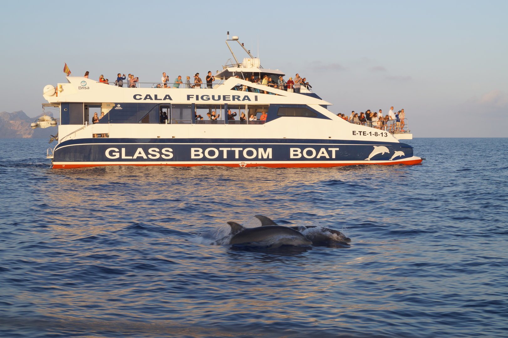 dolphin boat trip mallorca