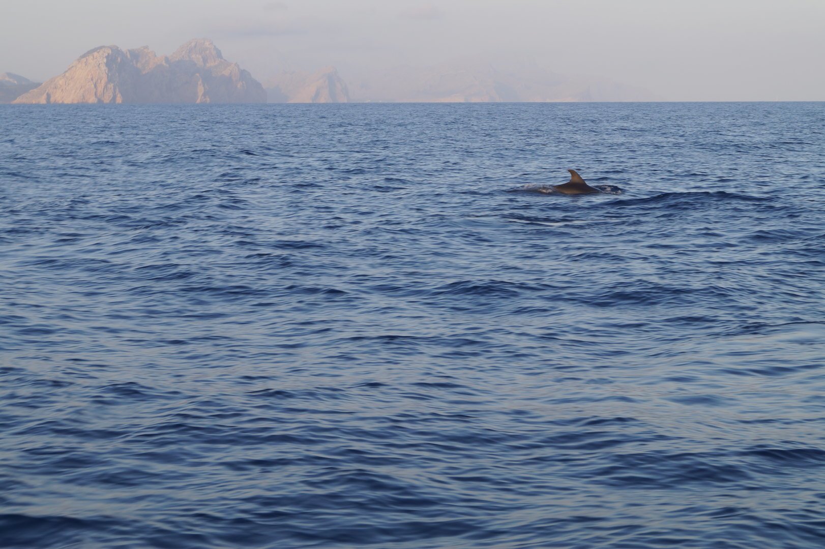 dolphins swimming close to cape formentor
