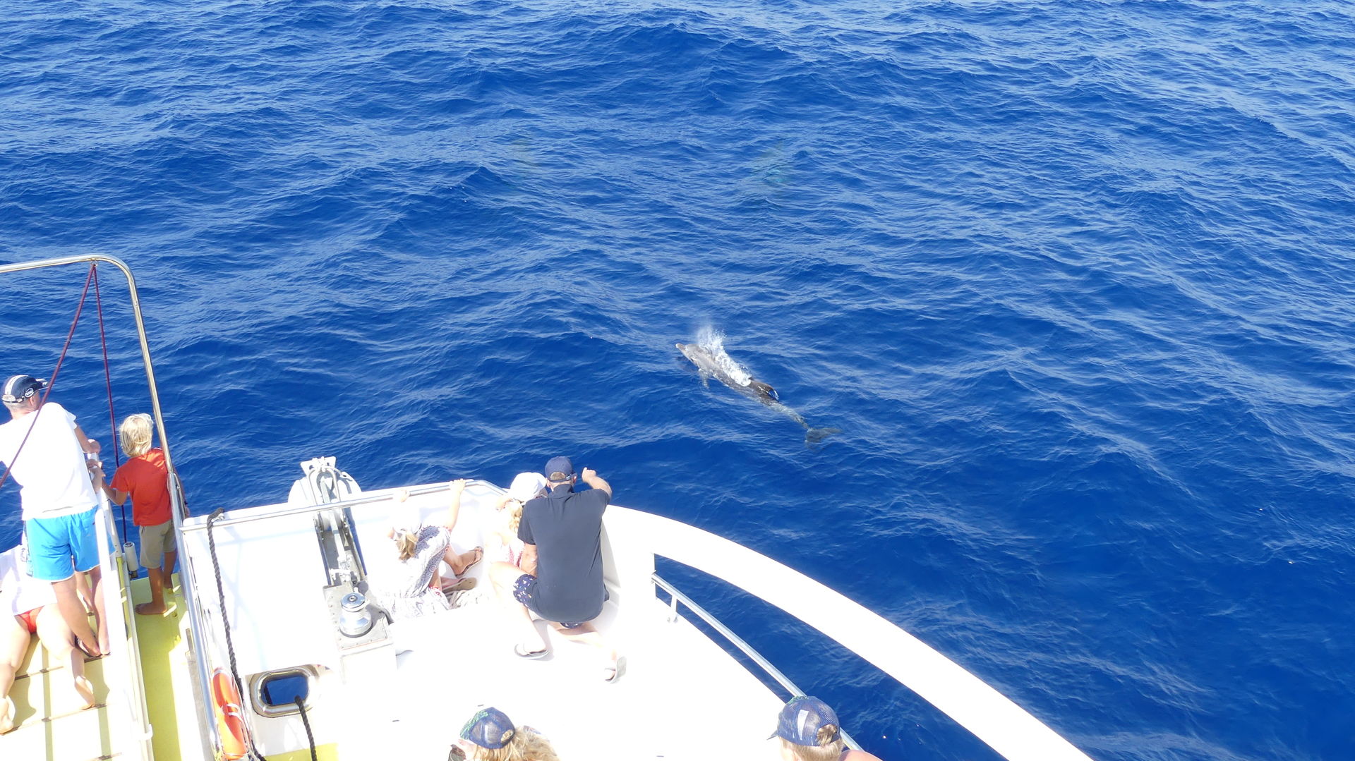 dolphins in mallorca