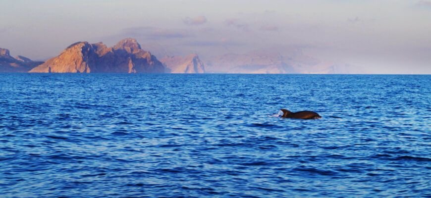 dolphins mallorca