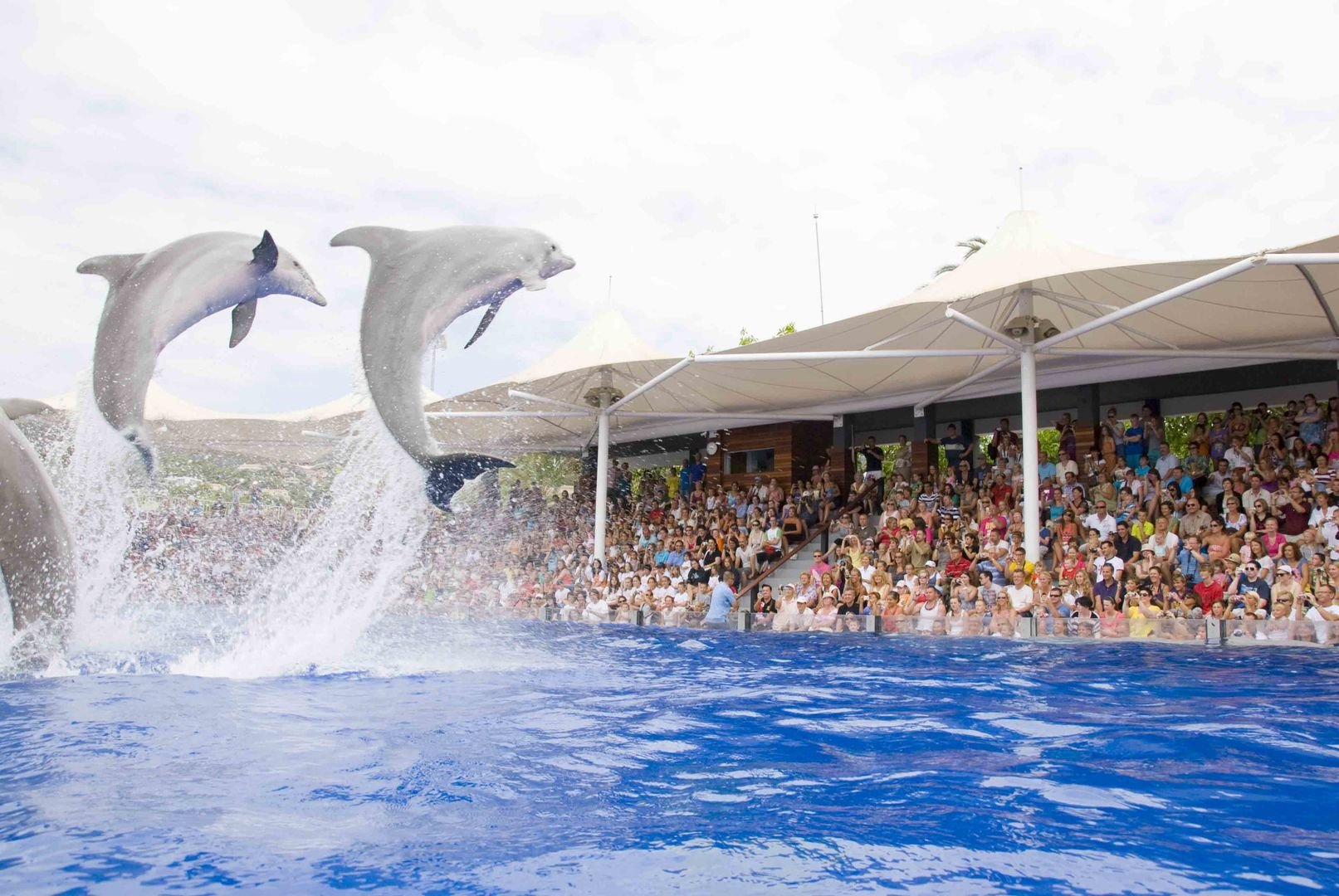 delfinarium mallorca