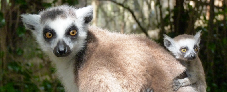 lemures inside parc