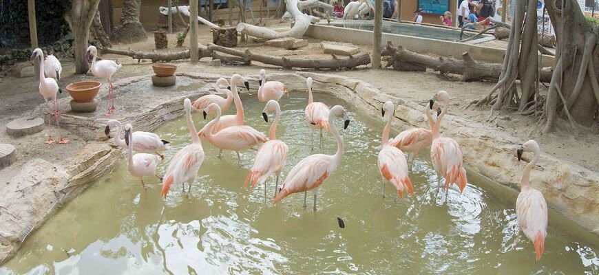 Flamingos in Marineland