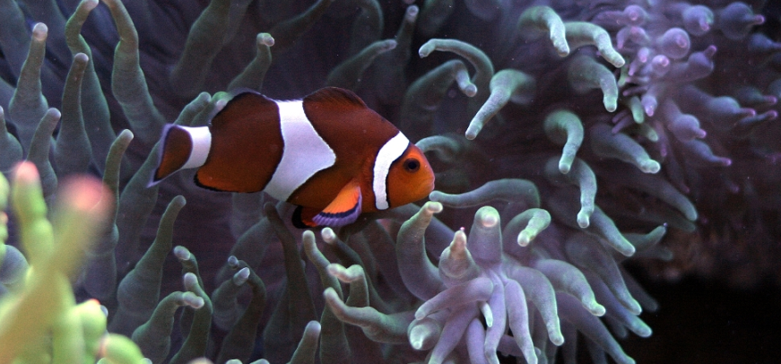 clown fish