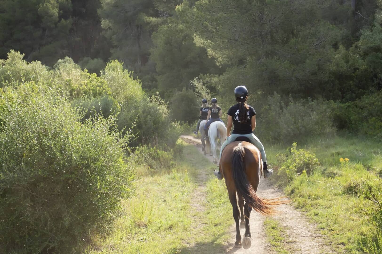 Horse entering a Mediterranean forest during a horseback riding