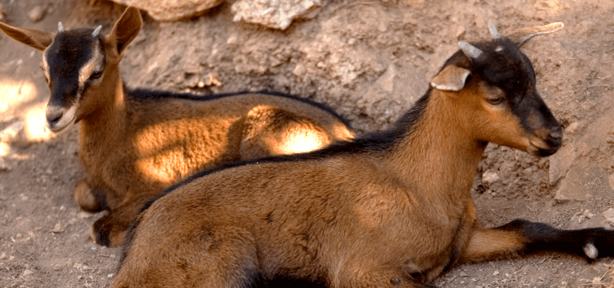 Typical indigenous animals in La Granja de Esporles