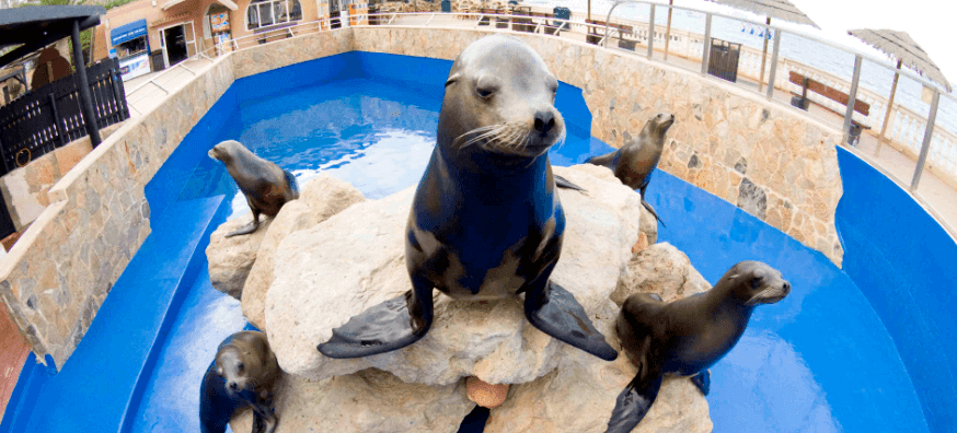 sea lions
