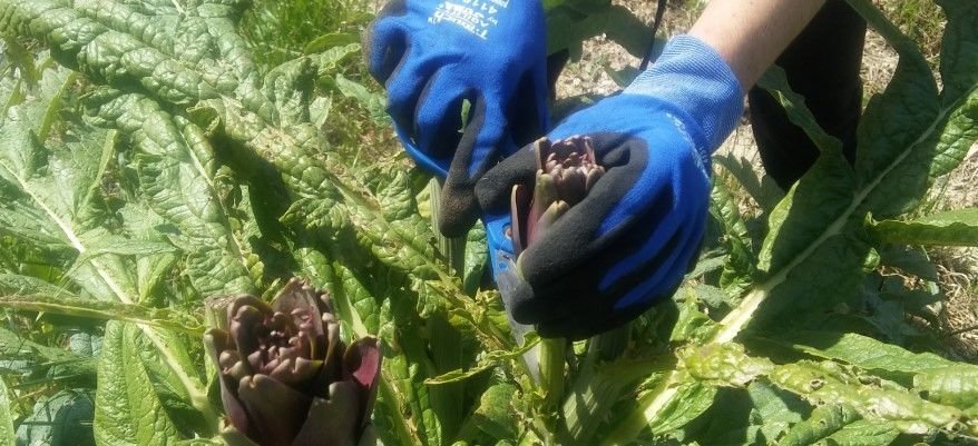 que hacer en mallorca