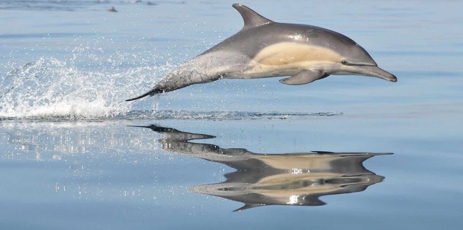 Dolphin jumping over the Mediterranean Sea during a dolphin watching excursion in Mallorca