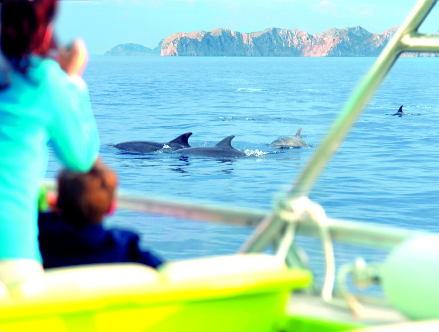 mallorca dolphin watching