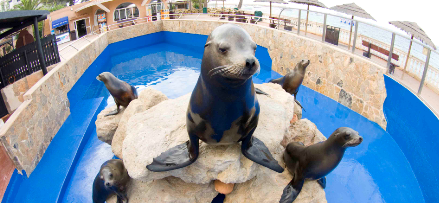 Sea Lion exhibition