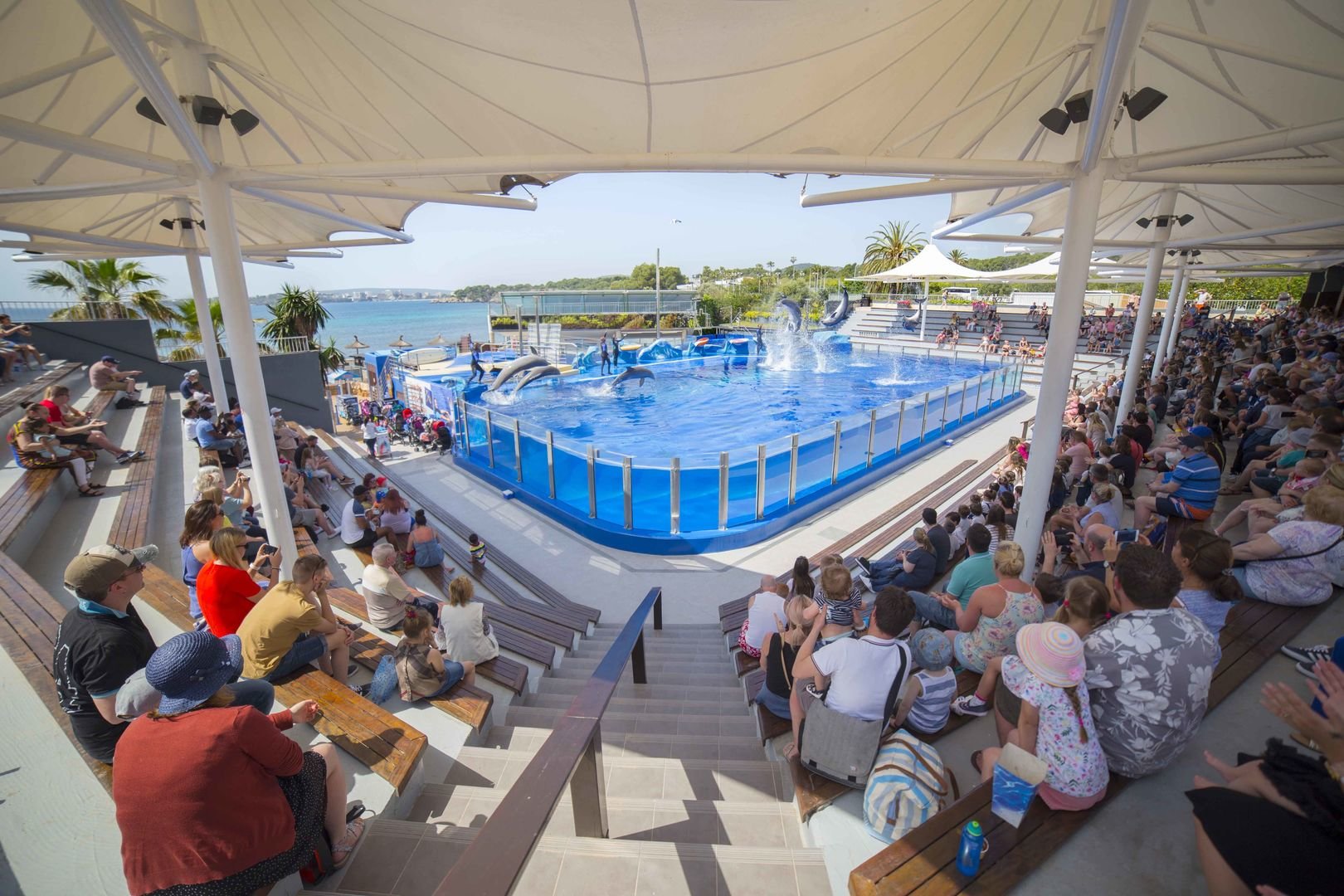 dolphins in marineland
