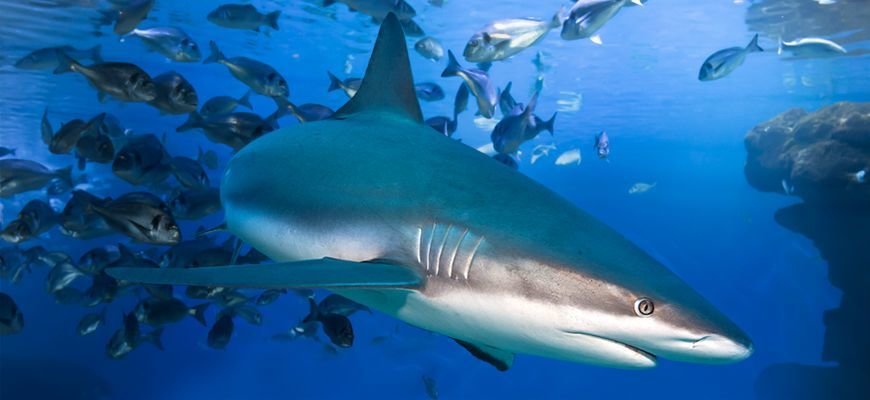 shark at close quarters