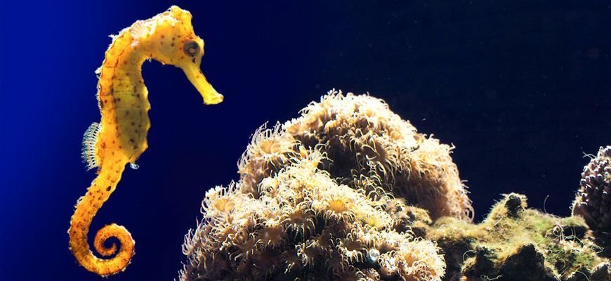 Seahorse in the aquarium