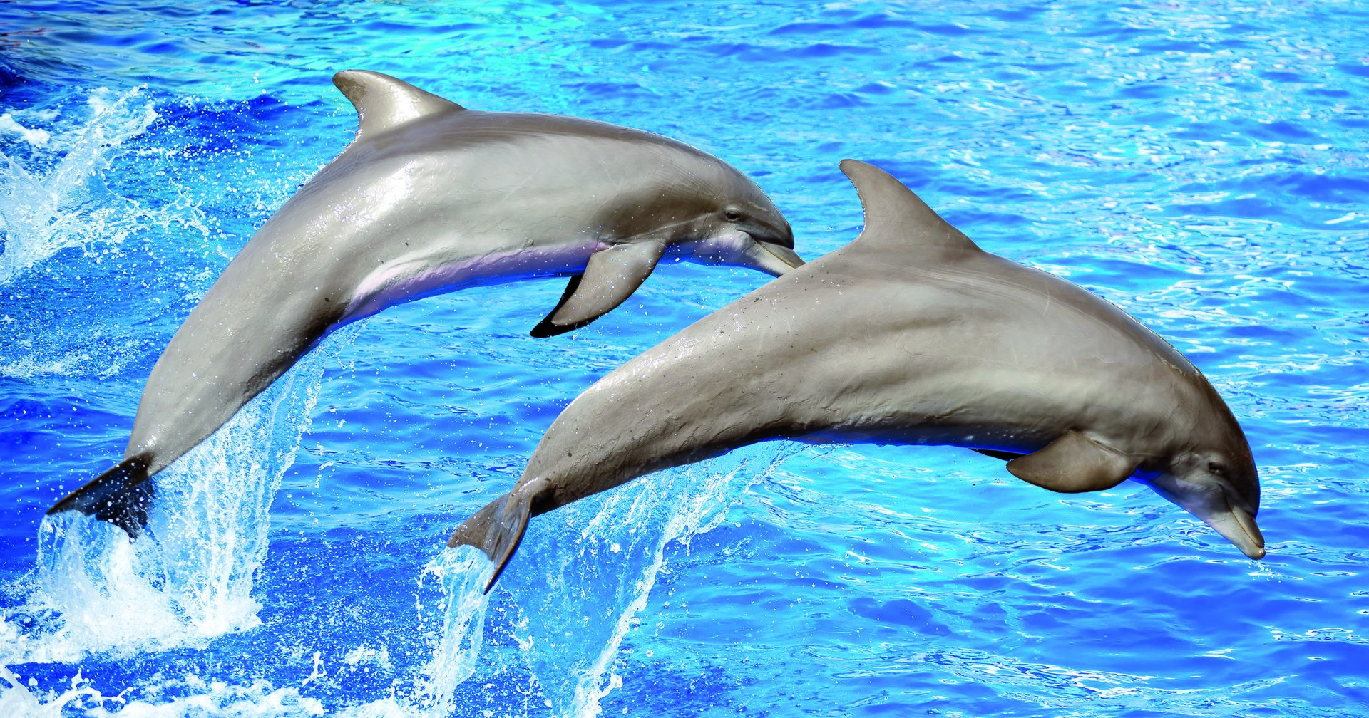 dolphins in santa ponsa