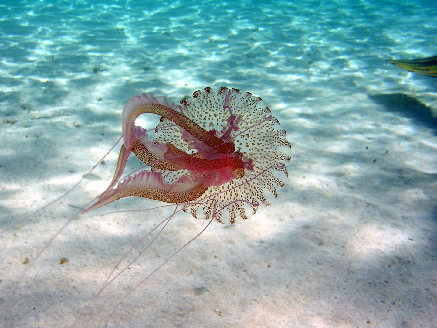 jellyfisfh in the water