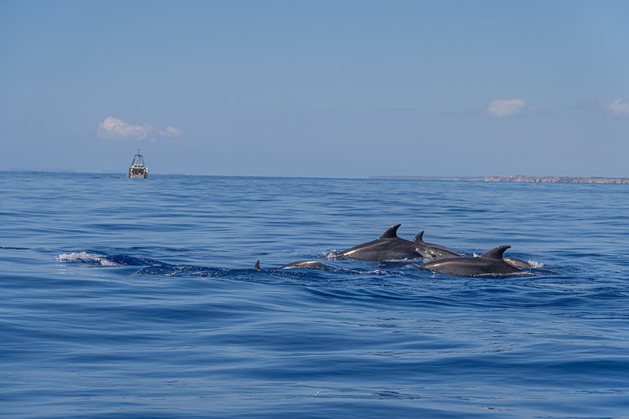 swimming stop on the starfish boat