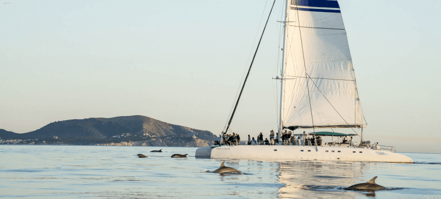 Dolphins in the sea